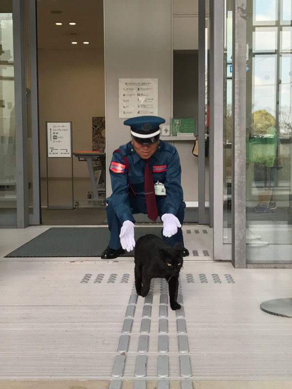 museum cats japan 4 Two Cats Have Been Trolling Museum Security for Over 2 Years Now
