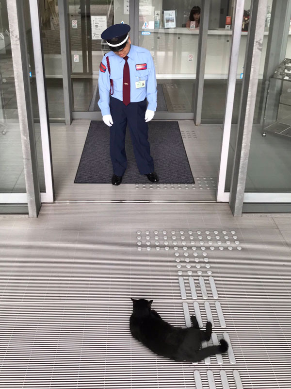 museum cats japan 5 Two Cats Have Been Trolling Museum Security for Over 2 Years Now