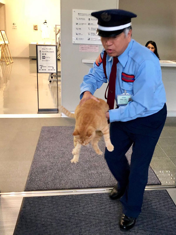 museum cats japan 8 Two Cats Have Been Trolling Museum Security for Over 2 Years Now