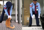 Two Cats Have Been Trolling Museum Security for Over 2 Years Now