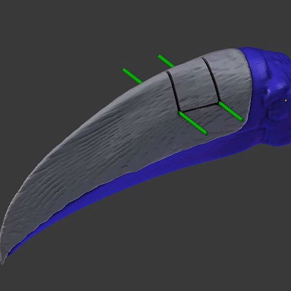 vet 3d prints new beak for injured toucan 2 Vet 3D Prints New Beak for Injured Toucan