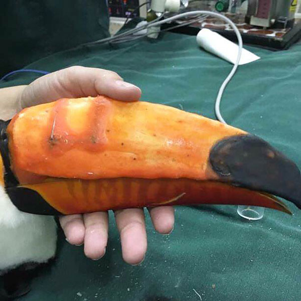 vet 3d prints new beak for injured toucan 6 Vet 3D Prints New Beak for Injured Toucan