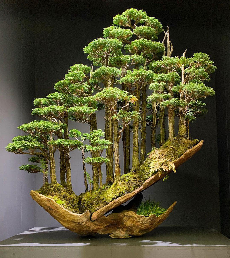 bonsai hinoki forest by masahiko kimura 1 This Bonsai Forest by Masahiko Kimura is Incredible