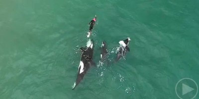 Drone Captures Lone Swimmer Amongst Pod of Orcas From Above