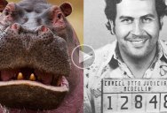 How Pablo Escobar Single-Handedly Created the Hippo Crisis in Colombia