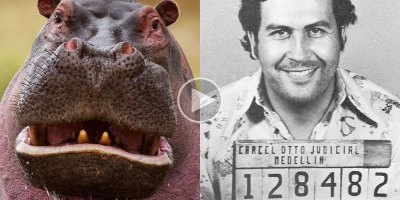How Pablo Escobar Single-Handedly Created the Hippo Crisis in Colombia
