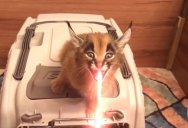 Apparently Laser Sound FX Were Inspired by Baby Caracals