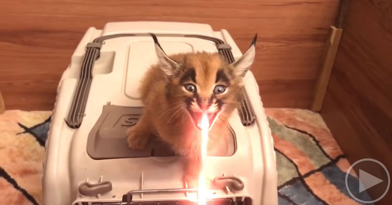Apparently Laser Sound FX Were Inspired by Baby Caracals