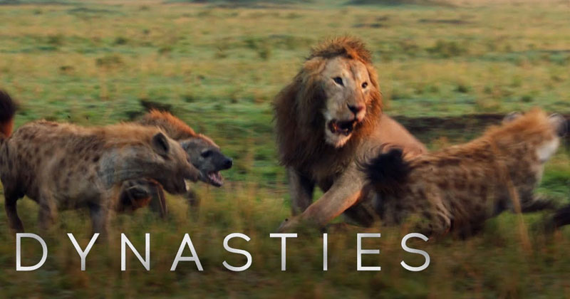 Lion Takes on 20 Hyenas in Intense Showdown - Full Clip (with Ending)