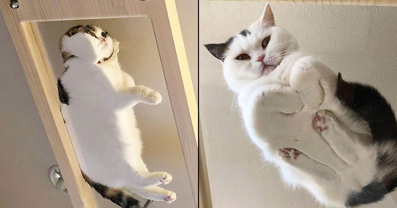 Photos Of Cats Sitting On Glass Tables
