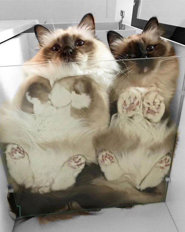 21 Photos of Cats Sitting on Glass Tables, Please Disregard » TwistedSifter