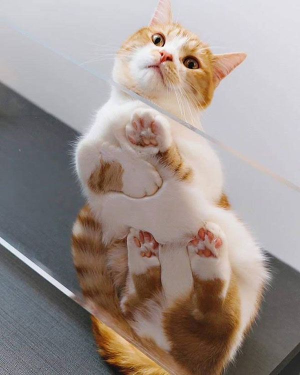 21 Photos of Cats Sitting on Glass Tables, Please Disregard » TwistedSifter