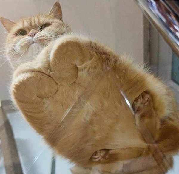 21 Photos Of Cats Sitting On Glass Tables Please Disregard Twistedsifter