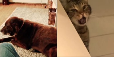 Dog's Fart is So Bad the Cat Throws Up (w Video Evidence)