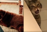 Dog’s Fart is So Bad the Cat Throws Up (w Video Evidence)