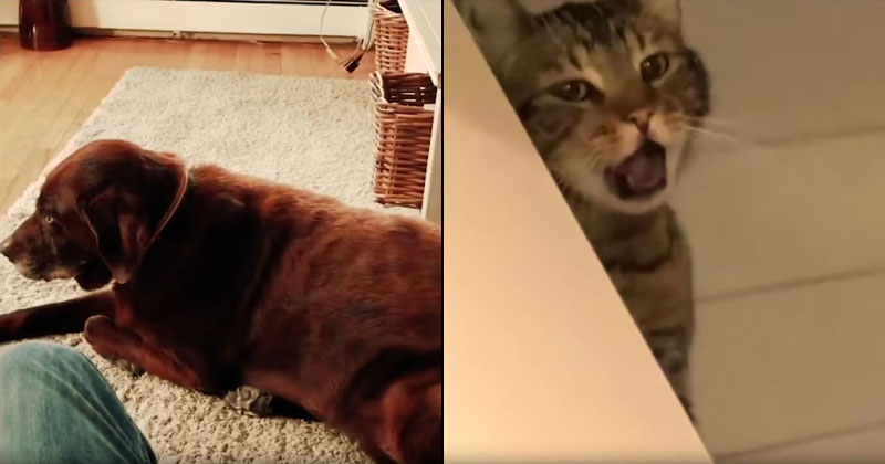 Dog's Fart is So Bad the Cat Throws Up (w Video Evidence)