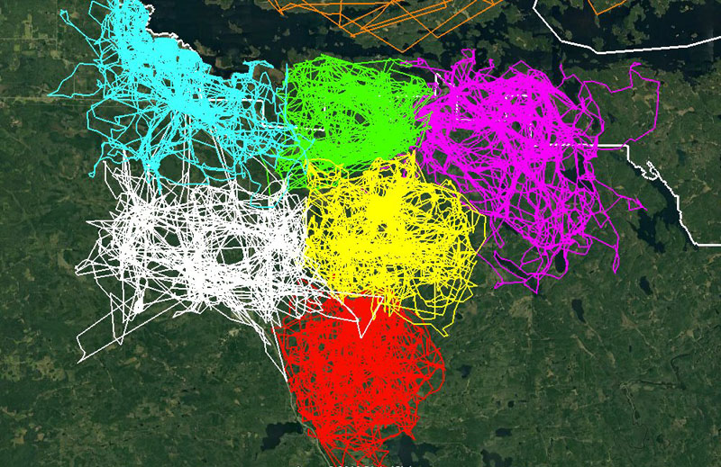 Amazing Map Uses GPS Locations to Show How Territorial Wolf Packs Are
