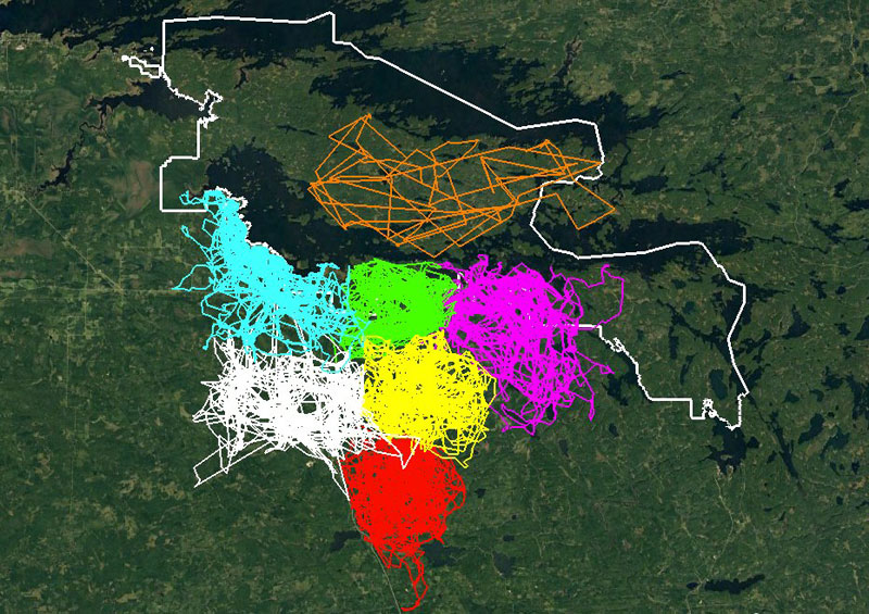 Amazing Map Uses GPS Locations to Show How Territorial Wolf Packs Are » TwistedSifter