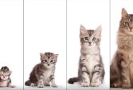 This Morphing Timelapse from Kitten to Adult is Internet Catnip