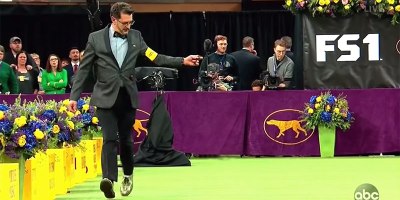 The 2019 Westminster Dog Show, Except There's No Dogs