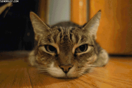 focal length gif in photography 3 The Power of Lighting and Focal Length in 4 Compelling GIFs