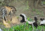 Honey Badger Mom Saves Her Baby From the Jaws of a Hungry Leopard