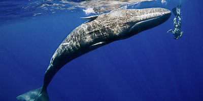 Amazing Footage Shows Sperm Whale Mimicking a Diver's Spins