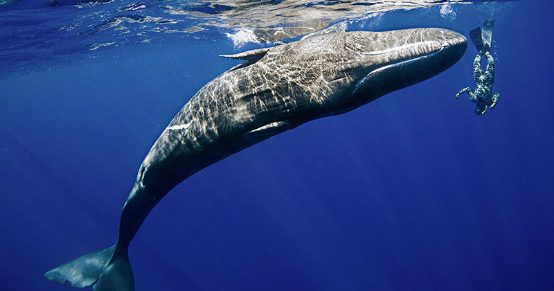 Amazing Footage Shows Sperm Whale Mimicking a Diver's Spins