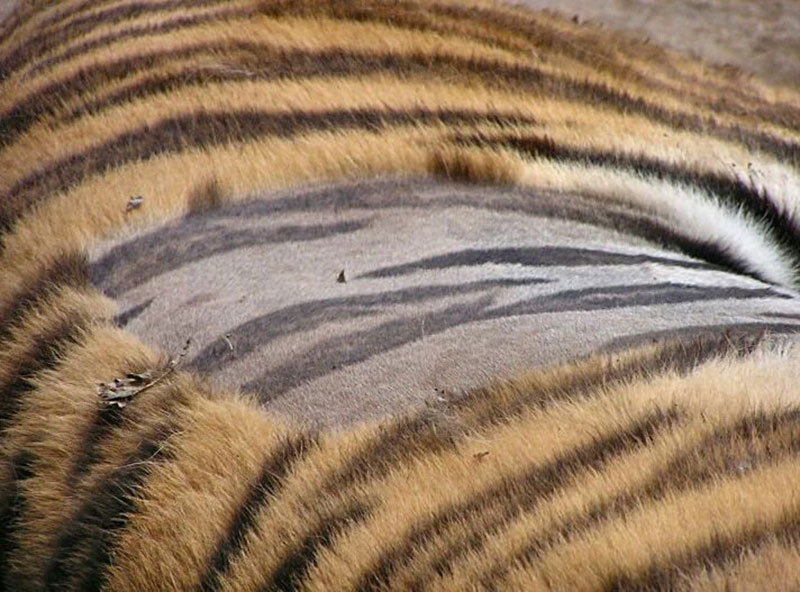 tiger skin striped like fur Today I Learned Tiger Skin is Striped Just Like Its Fur