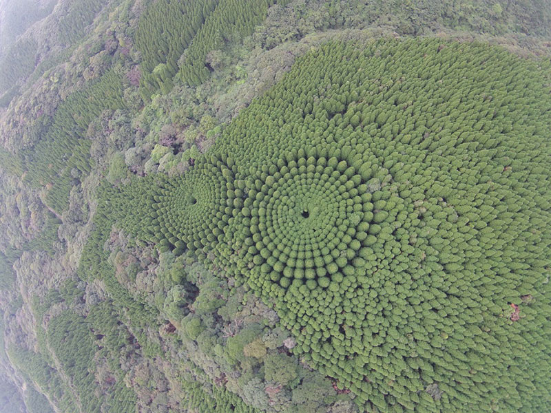 circle trees japan crop circle 1 In 1973 Japan Planted an Experimental Forest, Today It Looks like This