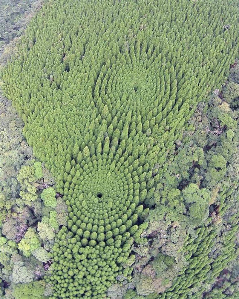 circle trees japan crop circle 3 In 1973 Japan Planted an Experimental Forest, Today It Looks like This