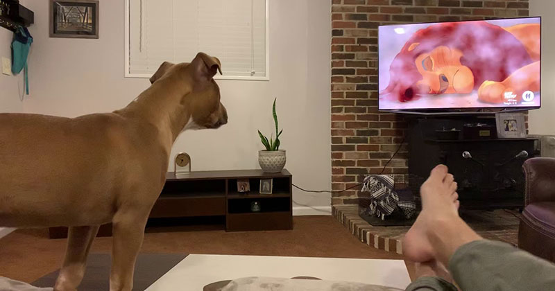 This Dog Reacting to 'That Scene' from 