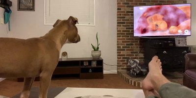 This Dog Reacting to 'That Scene' from the Lion King is Giving Me All the Feels