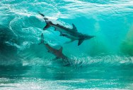 Photographer Captures Two Sharks Swimming Through a Cresting Wave