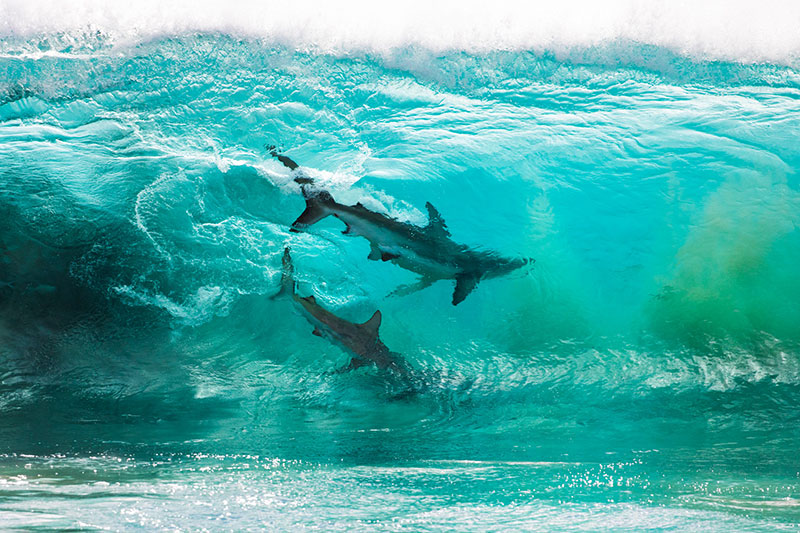 two sharks in a wave by sean scott Photographer Captures Two Sharks Swimming Through a Cresting Wave