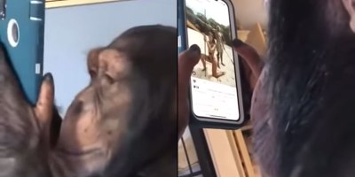 Watching This Ape Use Instagram Is Completely Surreal