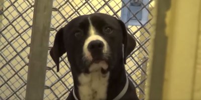 The Heartwarming Moment This Pupper Found Out He Was Getting Adopted