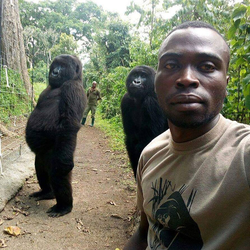 gorilla selfie standing 4 Its Only April and We Already Have the Best Selfie of the Year
