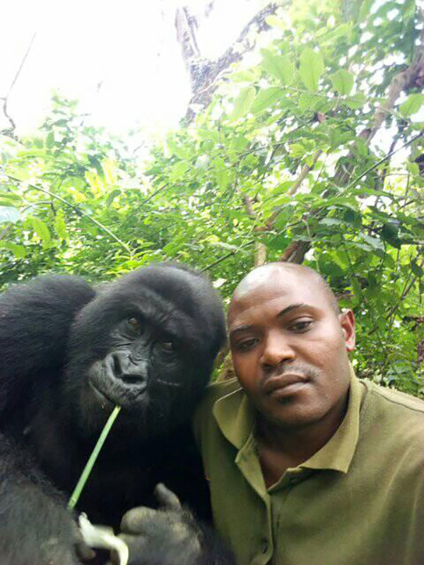gorilla selfie standing 5 Its Only April and We Already Have the Best Selfie of the Year