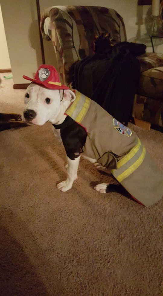 jake the puppy saved from a fire that went on to become a firefighter 13 Jake, the Puppy Saved From a Fire, that Went On To Become a Firefighter