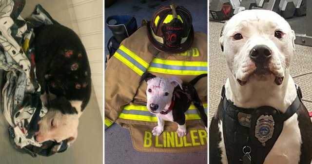 Jake, the Puppy Saved From a Fire, that Went On To Become a Firefighter »  TwistedSifter