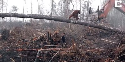 Lone Orangutan Tries to Fight Bulldozer Destroying Its Home