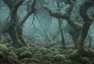 There’s a Real-Life Enchanted Forest and It’s In Dartmoor, England