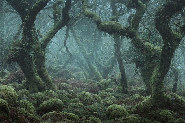 Inside a Real-Life Fairy Tale Forest