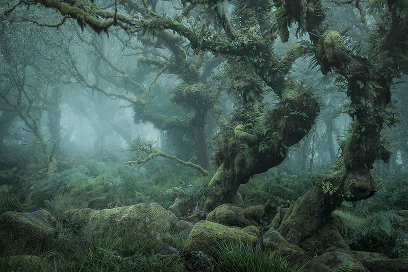 mystical by nei burnell 3 Theres a Real Life Enchanted Forest and Its In Dartmoor, England