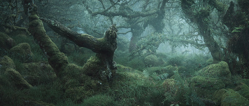 mystical by nei burnell 4 Theres a Real Life Enchanted Forest and Its In Dartmoor, England