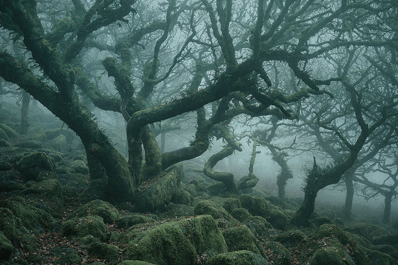 mystical by nei burnell 5 Theres a Real Life Enchanted Forest and Its In Dartmoor, England