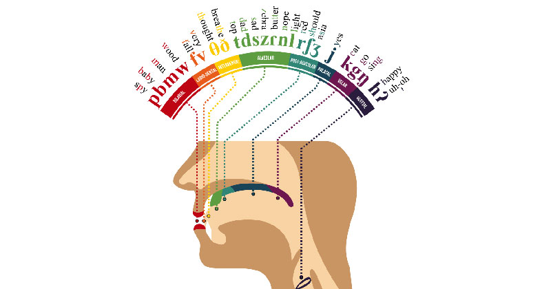International Phonetic Alphabet Mouth Diagram – Phonemes within the mouth