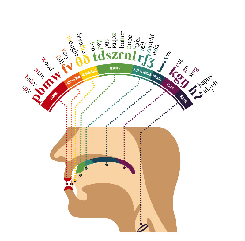 phonetic map of the human mouth english A Phonetic Map (English) of the Human Mouth