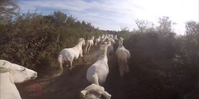 Running With the Wild White Horses of Camargue